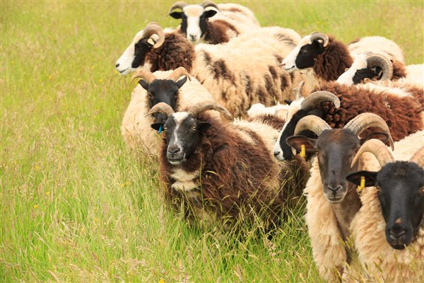 rare breed and jacob sheep